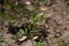Melilotus albus